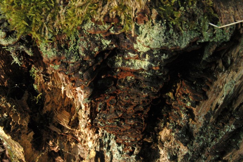 Lichens forestiers 3.3.2013 045